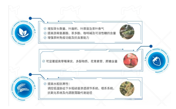 NAG可以促进植物生长