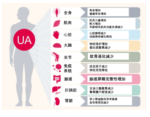 尿石素A对人体各个部分的作用