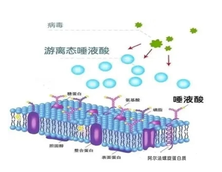 唾液酸在免疫系统中起作用示意图
