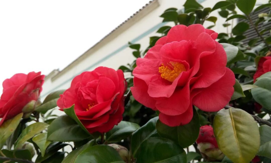 山茶花