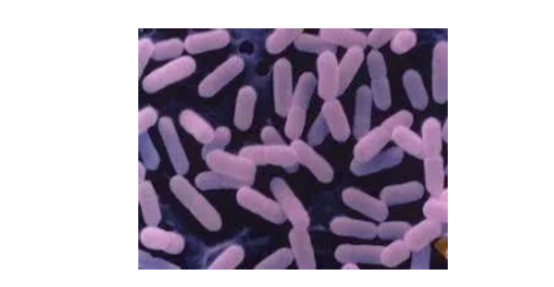 Ectoin