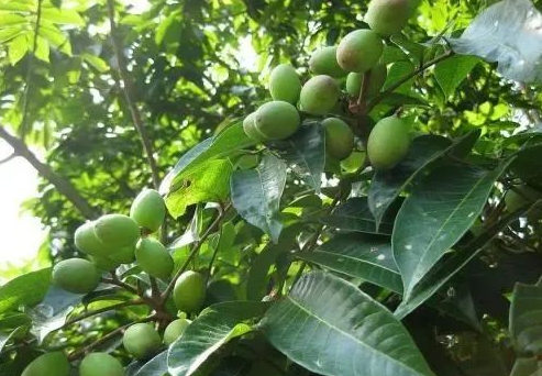 Olive