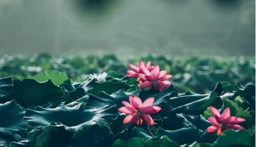 荷叶荷花实拍图