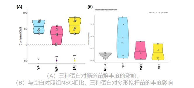 （A）三种蛋白对肠道菌群丰度的影响，（B）与空白对照组NSC相比，三种蛋白对多形拟杆菌的丰度影响实验图