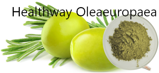 olive polyphenols