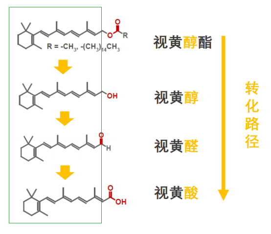 转化路径
