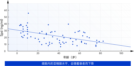 亚精胺(Spermidine)