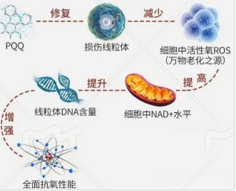 PQQ抗氧化原理