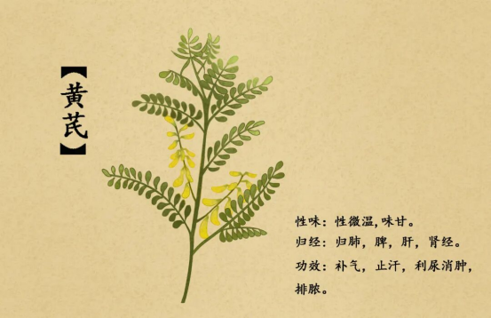 黄芪